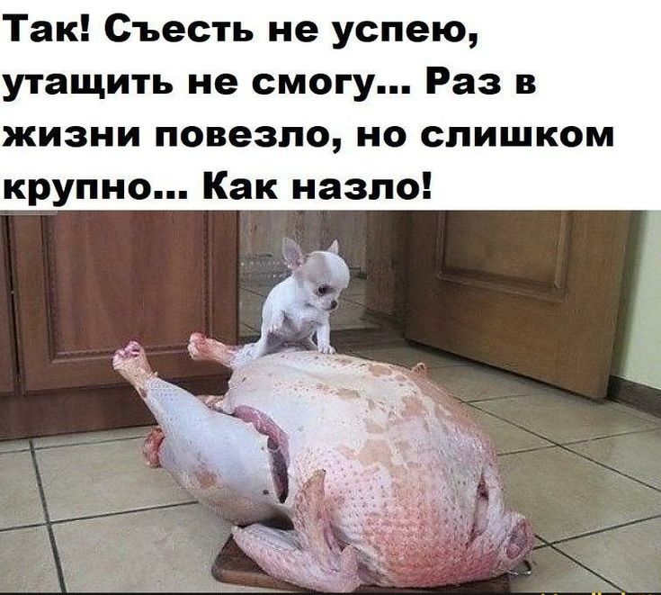 Так Съесть не успею утащить не смогу Раз в жизни повезло но слишком крупно Как назло