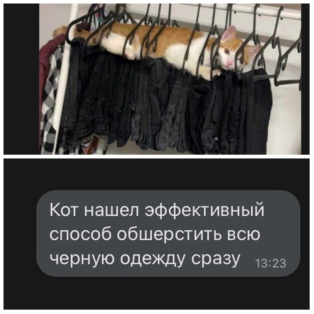 Кот нашел эффективный способ обшерстить всю ЧерНУЮ одеЖдУ СРЭЗУ 1323