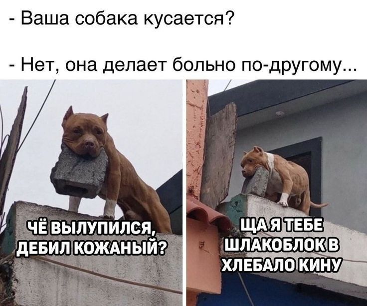 Ваша собака кусается Нет она делает больно по другому ЧЕ вылупился дввил кождный ШЛАКОБЛОКВ ХЛЕБАЛО КИНУ