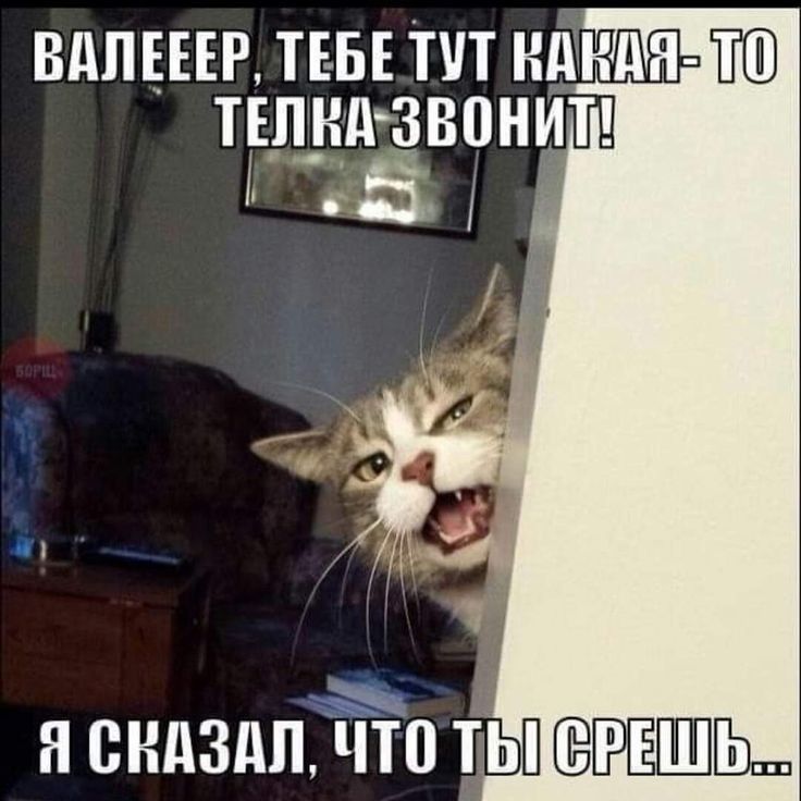 ВдПЕЕЕР ТЕБЕ ТУТ НТТНдН ШЮ ТЕЛНдЗВПНИТ н сндздпЁТТп ТЫ