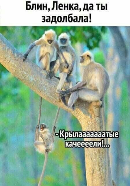 БлинЛенкада ты Крылааааааатые _і качеееели