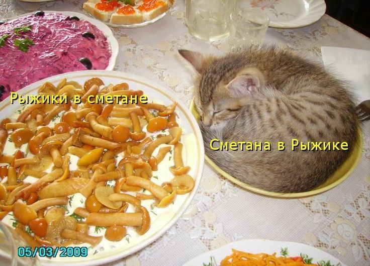 ЫЖИКё