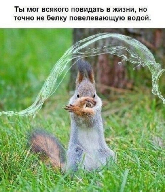 ТЫ МОГ ВСЯКОГО ПОНИДЗТЬ В ЖИЗНИ НО ТОЧНО не белку ПОВЕЛЭПВЮЩУЮ ВОДОЙ