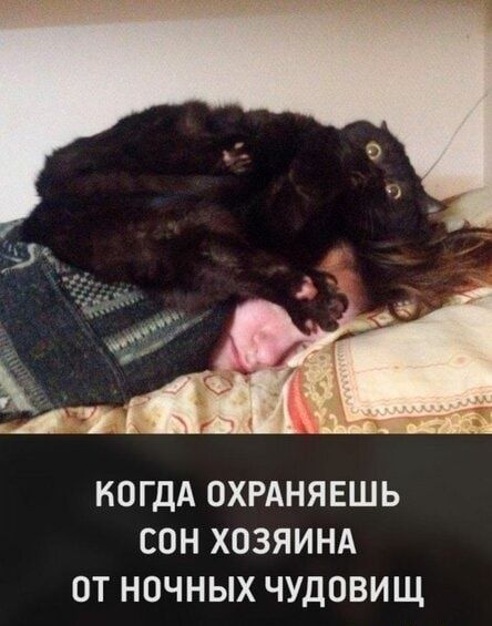 КОГДА ОХРАНЯЕШЬ СОН ХОЗЯИНА ОТ НОЧНЫХ ЧУДОВИЩ