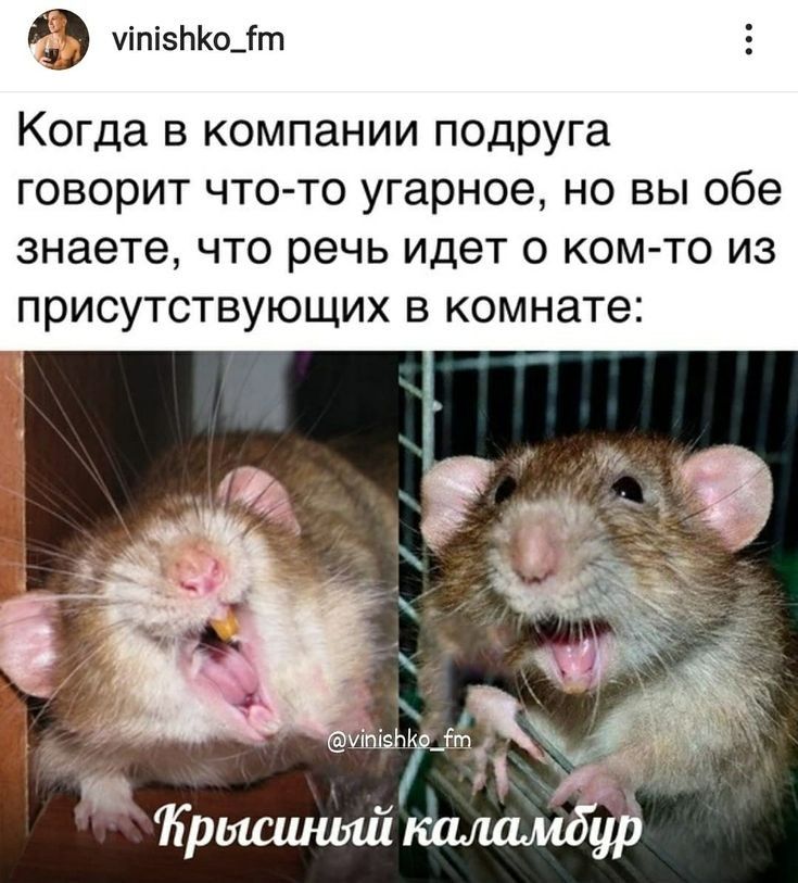 чіпізЬКо_іт Когда в компании подруга говорит что то угарное но вы обе знаете что речь идет о ком то из присутствующих в комнате