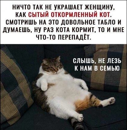 НИЧТО ТАК НЕ УКРАШАЕТ ЖЕНЩИНУ КАК СЫТЫЙ ОТКОРМЛЕННЫЙ КОТ ВМОТРИШЬ НА ОТО ДОВОЛЬНОЕ ТАБЛО И дУМАЕШЬ НУ РАЗ КОТА КОРМИТ ТО И МНЕ ЧТО ТО ПЕРЕПАДЕТ СЛЫШЬ НЕ ЛЕЗЬ К НАМ В СЕМЬЮ