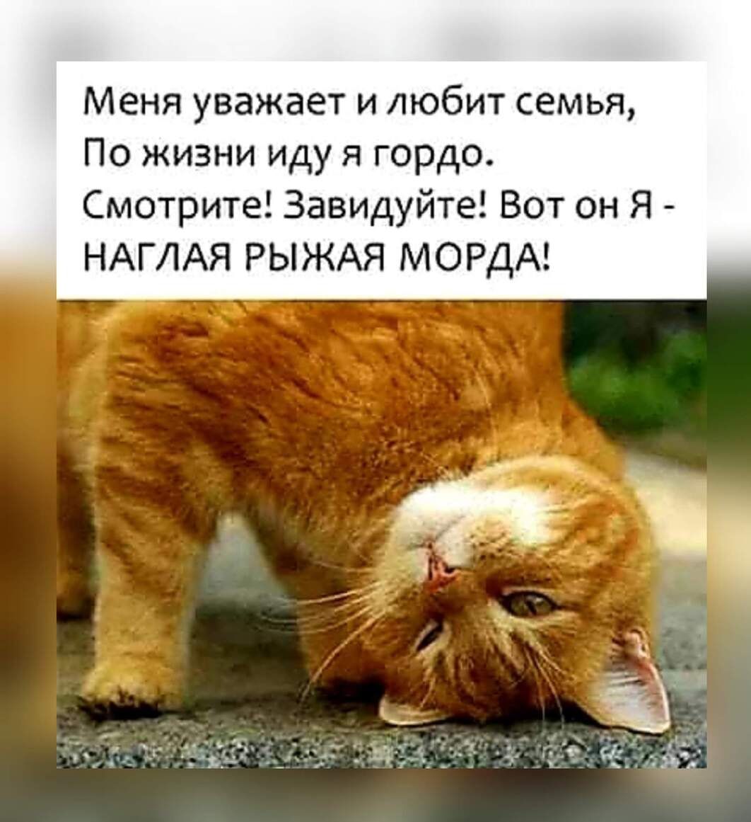 Меня уважает и любит семья По жизни иду я гордо Смотрите Завидуйте Вот он Я НАГЛАЯ РЫЖАЯ МОРДА