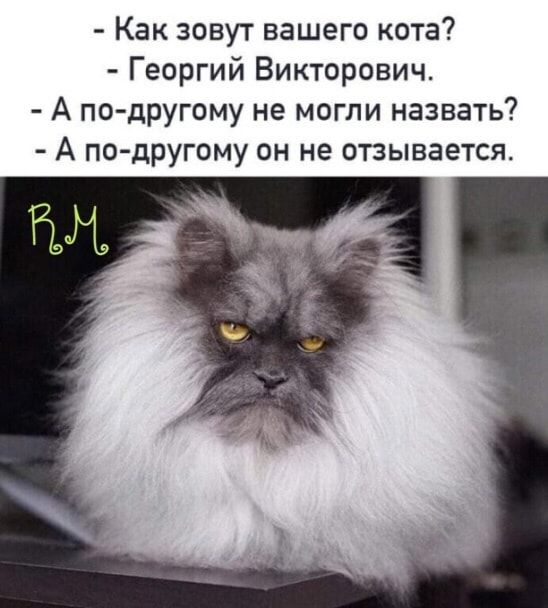 Как зовут вашего кота Георгий Викторович А по другому не могли назвать А по другому он не отзывается