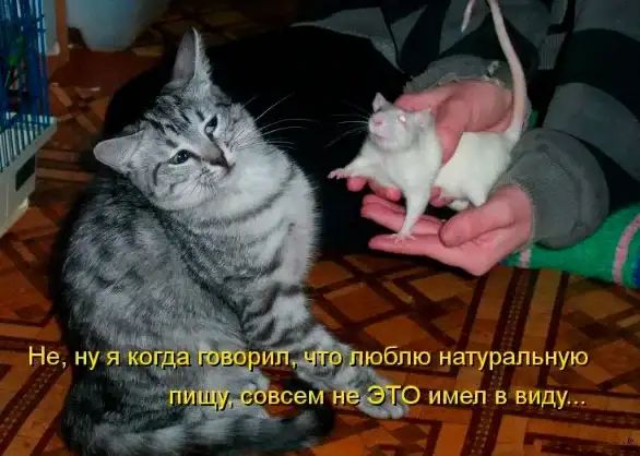 блю натуральную им зп в виду