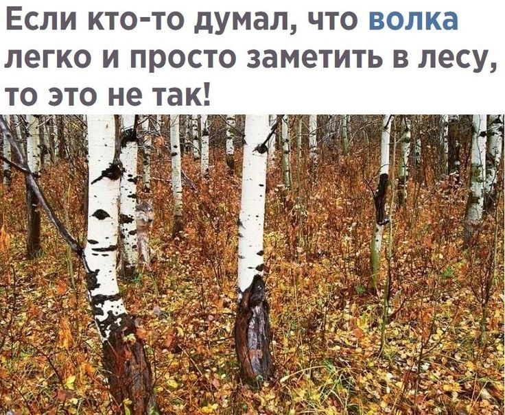 Если кто то думал что Еще легко и просто заметить в лесу