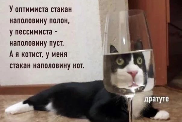 У оптимиста стакан наполовину полон у пессимиста наполовину пуст А я котист у меня стакан наполовину кот