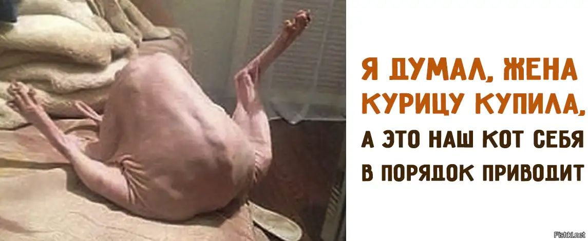 7 П р т М 549 П П У дд ИЗО МЦ 7 ЕхэШУ щуіід А ЭТО НАШ КОТ СЕБЯ В ПОРЯДОК ПРИВОЦИТ