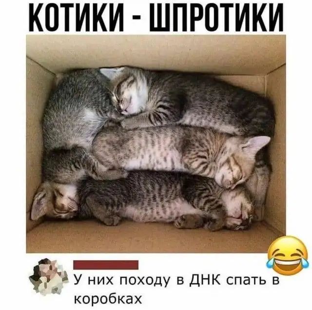 КОТИКИ ЩПРПТИКИ У них походу в ДНК спать в коробках