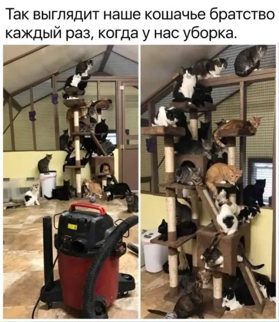 Так выглядит наше кошачье братство каждый раз когда у нас уборка