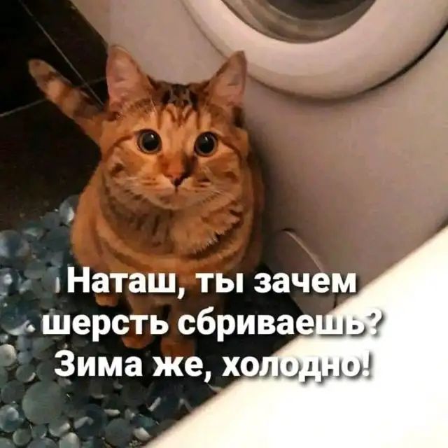 _ Наташ ты зачем _а шерсть сбривае