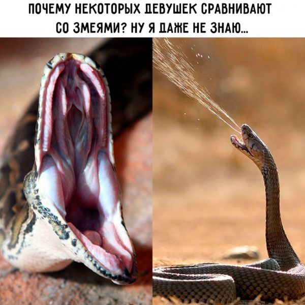ПОЧЕМУ НЕКОТОРЫХ ПЕВУШЕК СРАВНИВАЮТ ОП ЗМЕЯМИ НУ Я НАШЕ НЕ ЗНАЮ
