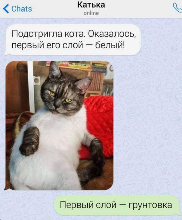 Сдав Катька Подстригла кота Оказалось первый его слой белый Первый слой грунтовка