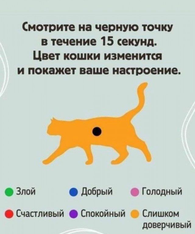 Смотрите на черную точку в течение 15 екуид Цвет кошки изменится и покажет ваше настроение Злой Добрый Голодный Счастливый Спокойный Слишком доверчивый