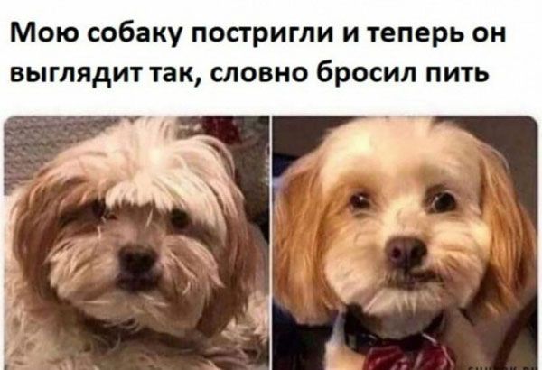 Мою собаку постригли и теперь он выглядит так словно бросил пить