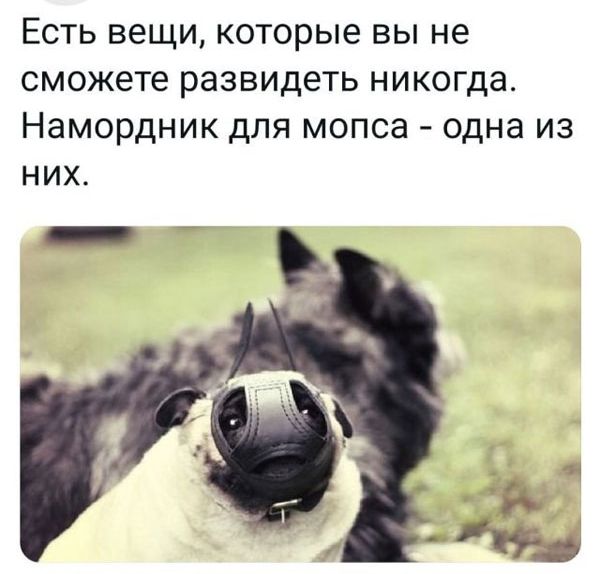 Есть вещи которые вы не сможете развидеть никогда Намордник для мопса одна из них