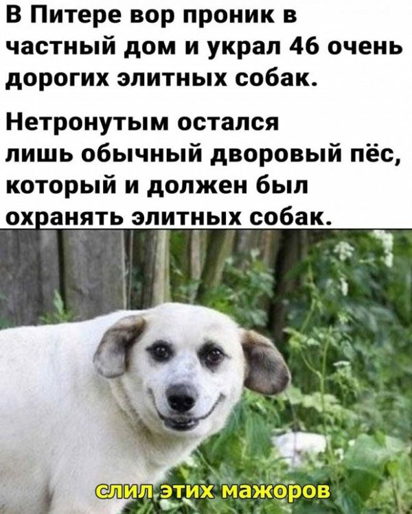 В Питере вор проник в частный дом и украл 46 очень дорогих элитных собак Нетронутым остался лишь обычный дворовый пёс который и должен был ох аиять элитных собак