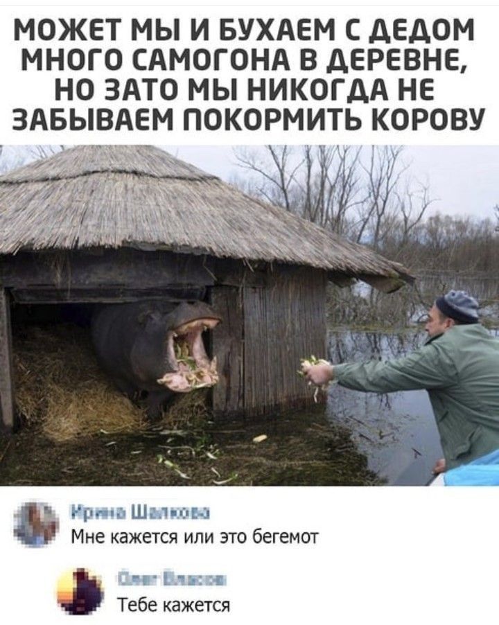 МОЖЕТ МЫ И БУХАЕМ С АЕДОМ МНОГО САМОГОНА В АЕРЕВНЕ НО ЗАТО МЫ НИКОГДА НЕ ЗАБЫВАЕМ ПОКОРМИТЬ КОРОВУ ш Мне кажется или это бегемот Тебе кажется