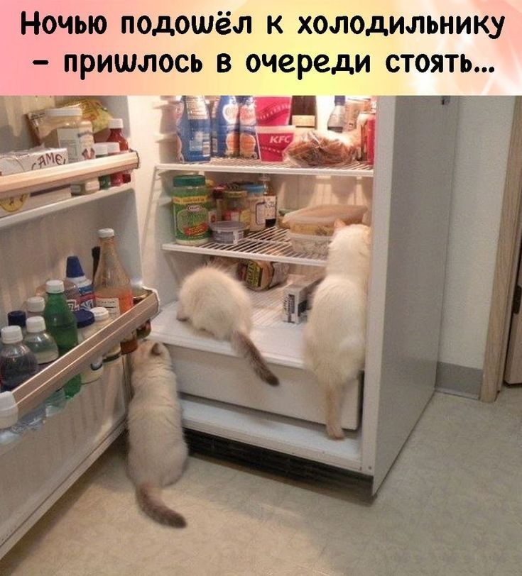 Ночью подошёл к холодильнику пришлось в очереди стоять