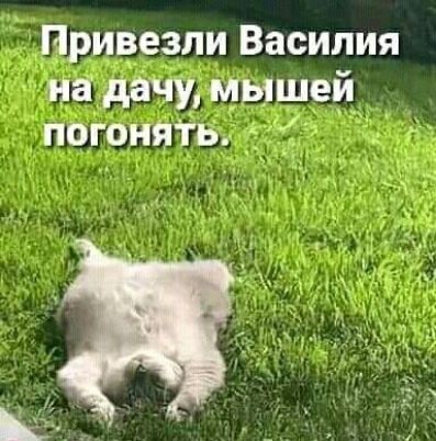 Привезли Василия на дачу мышей погоня1ь а