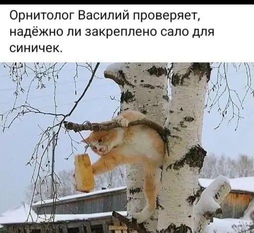 Орнитопог Василий проверяет надёжно пи закреплено сало для синичек д кв 1