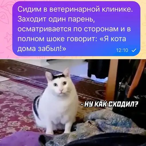 Сидим в ветеринарной клинике Заходит один парень осматривается ПО сторонам И В полном шоке ГОВОРИТ я КОТЗ дома забыл И КЁК ЕХПДИЛ ъвч