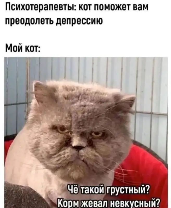 психотерапевты КОТ поможет вам преодолеть депрессию Мой кот Чё такой грустный Ко м жевал невк сный