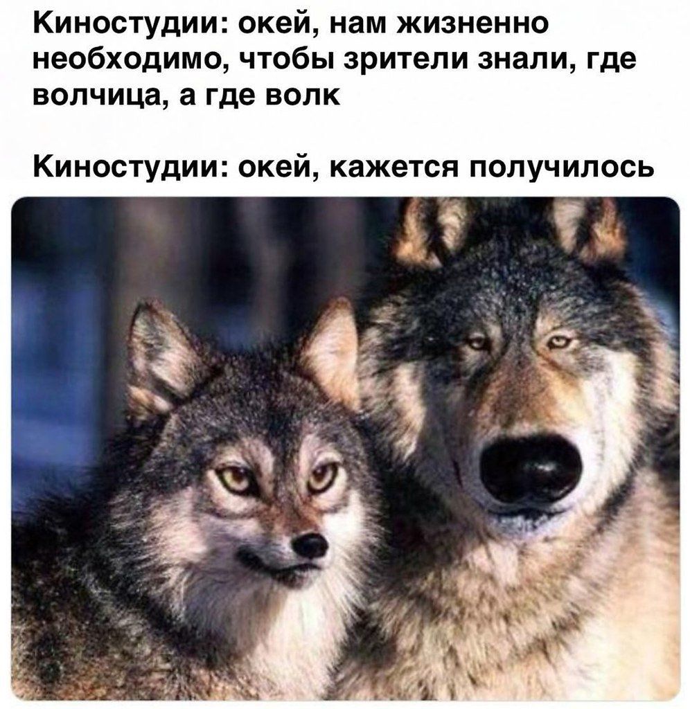 Киностудии окей нам жизненно необходимо чтобы зрители знали где волчица а где волк Киностудии окей кажется получилось