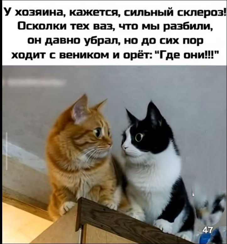 У хозяина, кажется, сильный склероз! Осколки тех ваз, что мы разбили, он давно убрал, но до сих пор ходит с веником и орёт: «Где они!!!»