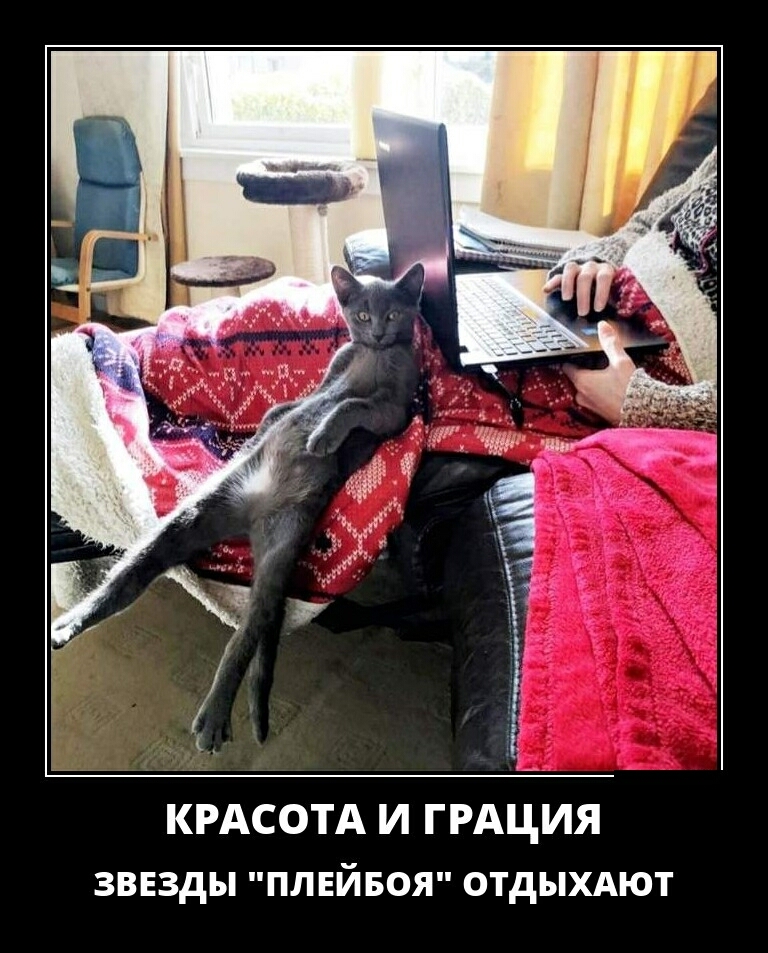 КРАСОТА И ГРАЦИЯ ппвйвоя отдыхдют звезды