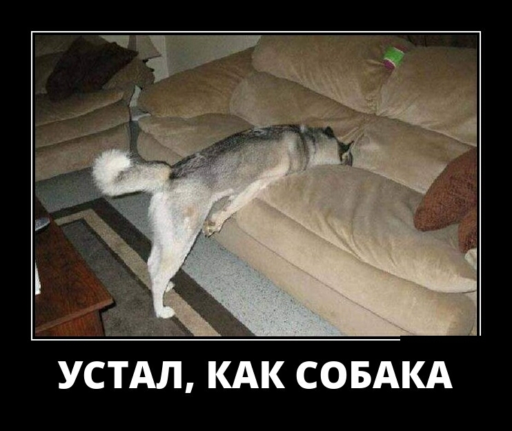 УСТАЛ КАК СОБАКА