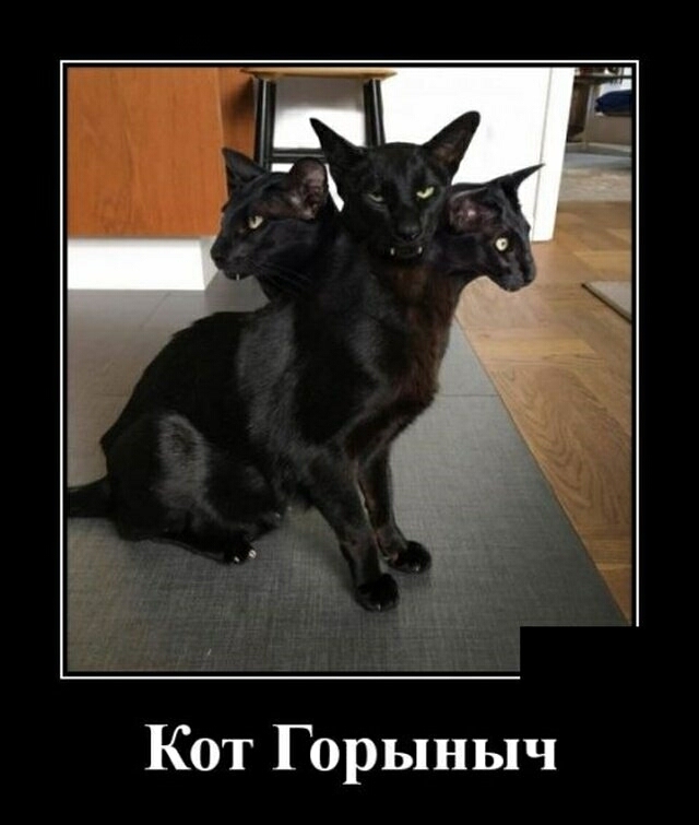 Кот Горыныч