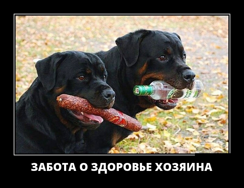 ЗАБОТА О ЗДОРОВЬЕ ХОЗЯИНА