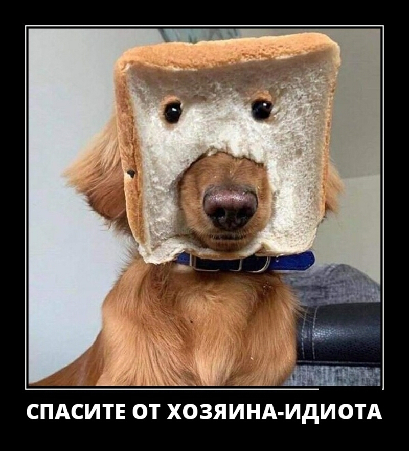 СПАСИТЕ ОТ ХОЗЯИНА ИДИОТА