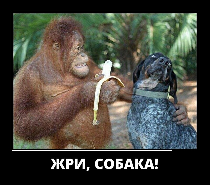 СОБАКА ЖРИ