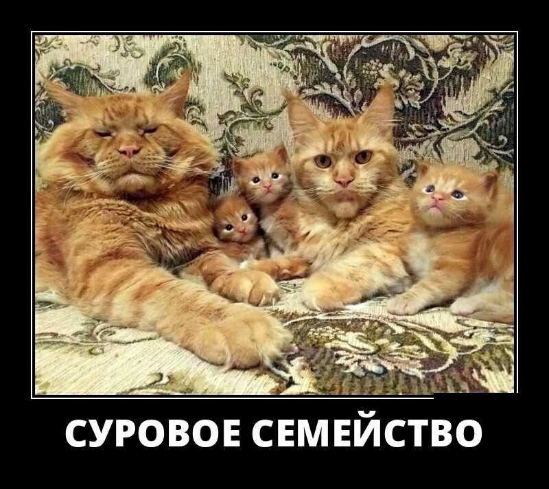 СУРОВОЕ СЕМЕЙСТВО