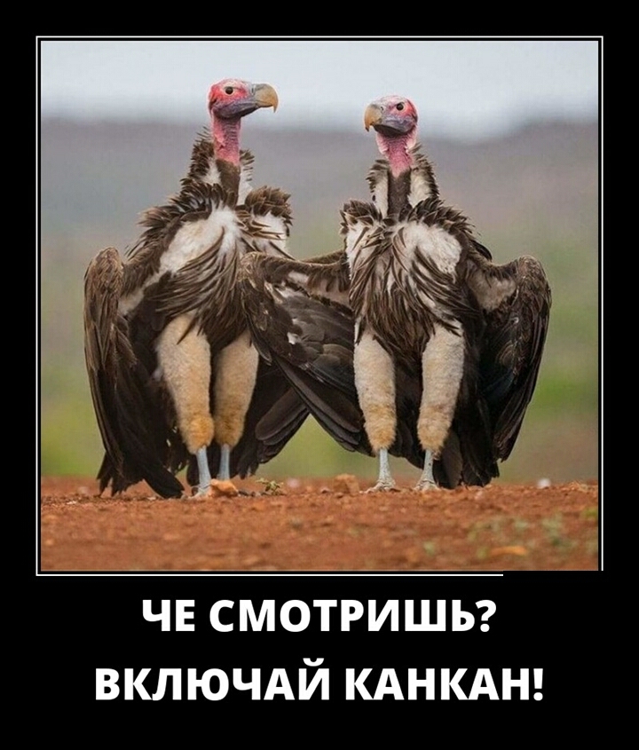 чв смотришь включдй КАНКАН