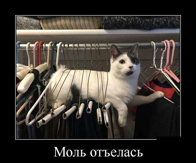 Моль отъелась