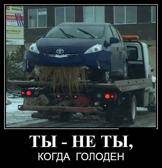 КОГДА ГОЛОДЕН