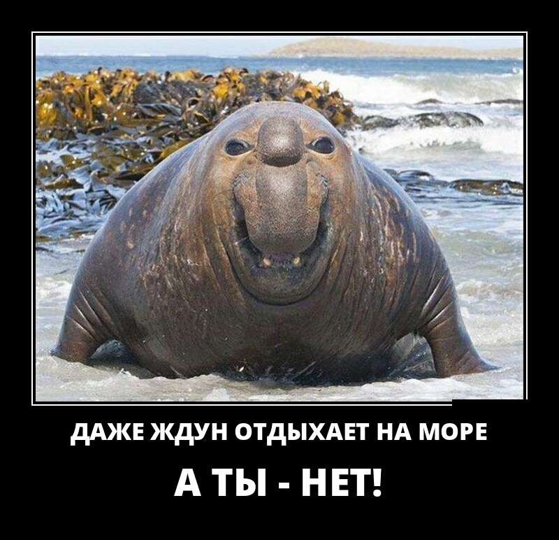 дАЖЕ ЖдУН ОТДЫХАЕТ НА МОРЕ А ТЫ НЕТ