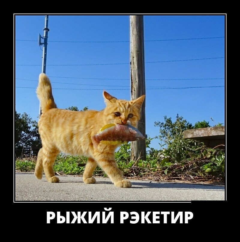 рыжий рэквтир