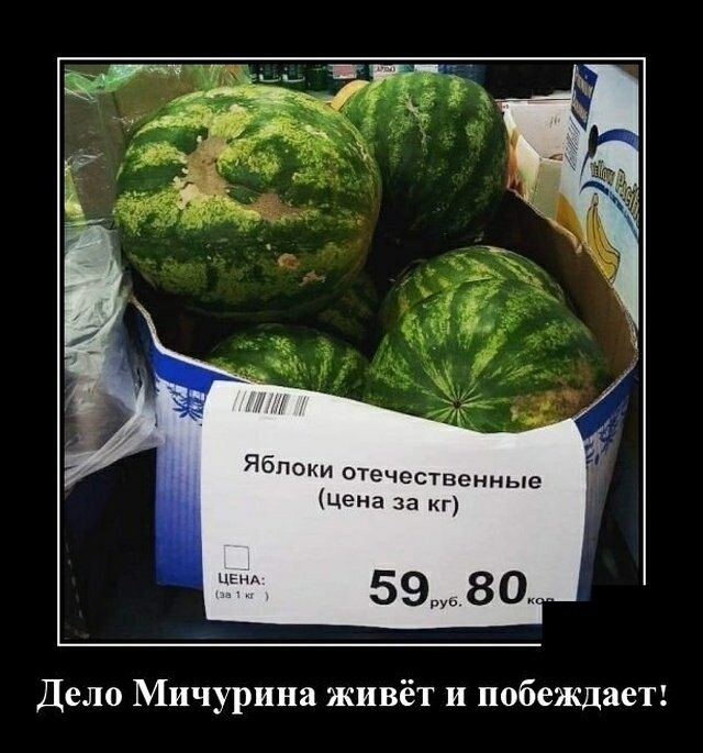 Ябпоки отечественные цена за кг 59 80 _ Дело Мичурина живёт и побеждает