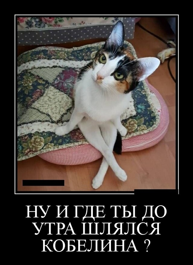 _________ НУ И ГДЕ ТЫ ДО УТРА шлялся КОБЕЛИНА
