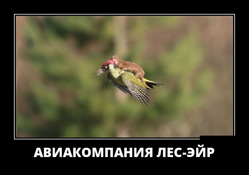 АВИАКОМПАНИЯ ЛЕС ЭЙР