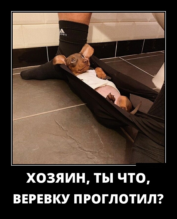 ХОЗЯИН ТЫ ЧТО ВЕРЕВКУ ПРОГЛОТИЛ
