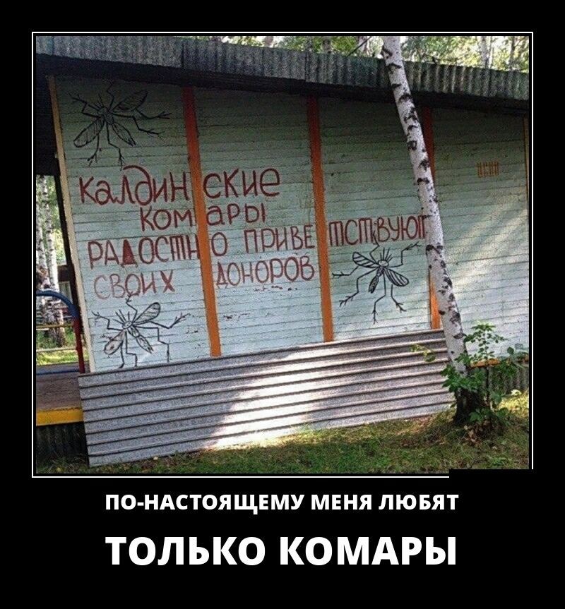ПО НАСТОЯЩЕМУ МЕНЯ ЛЮБЯТ ТОЛЬКО КОМАРЫ